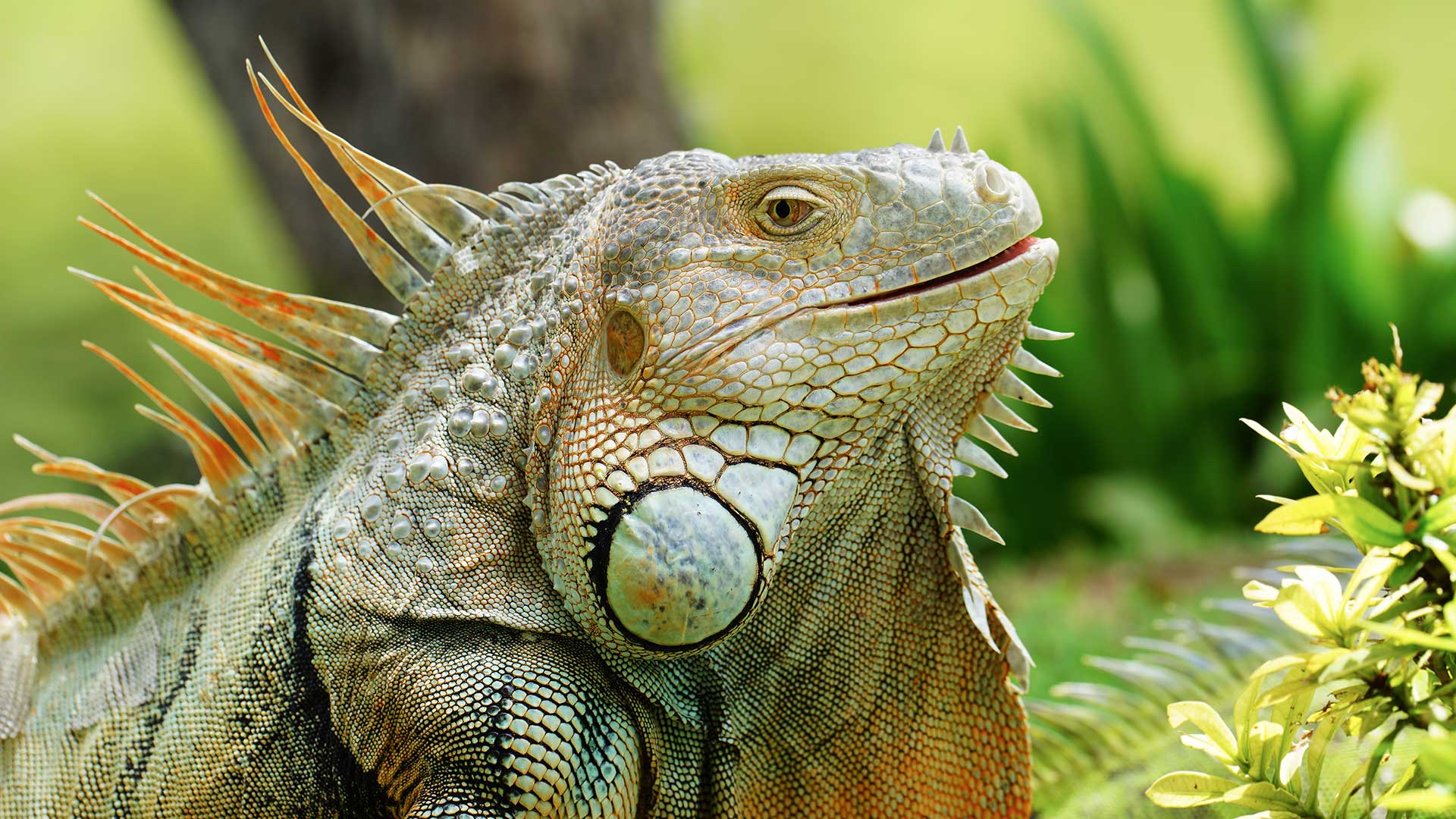 Close up of Iguana