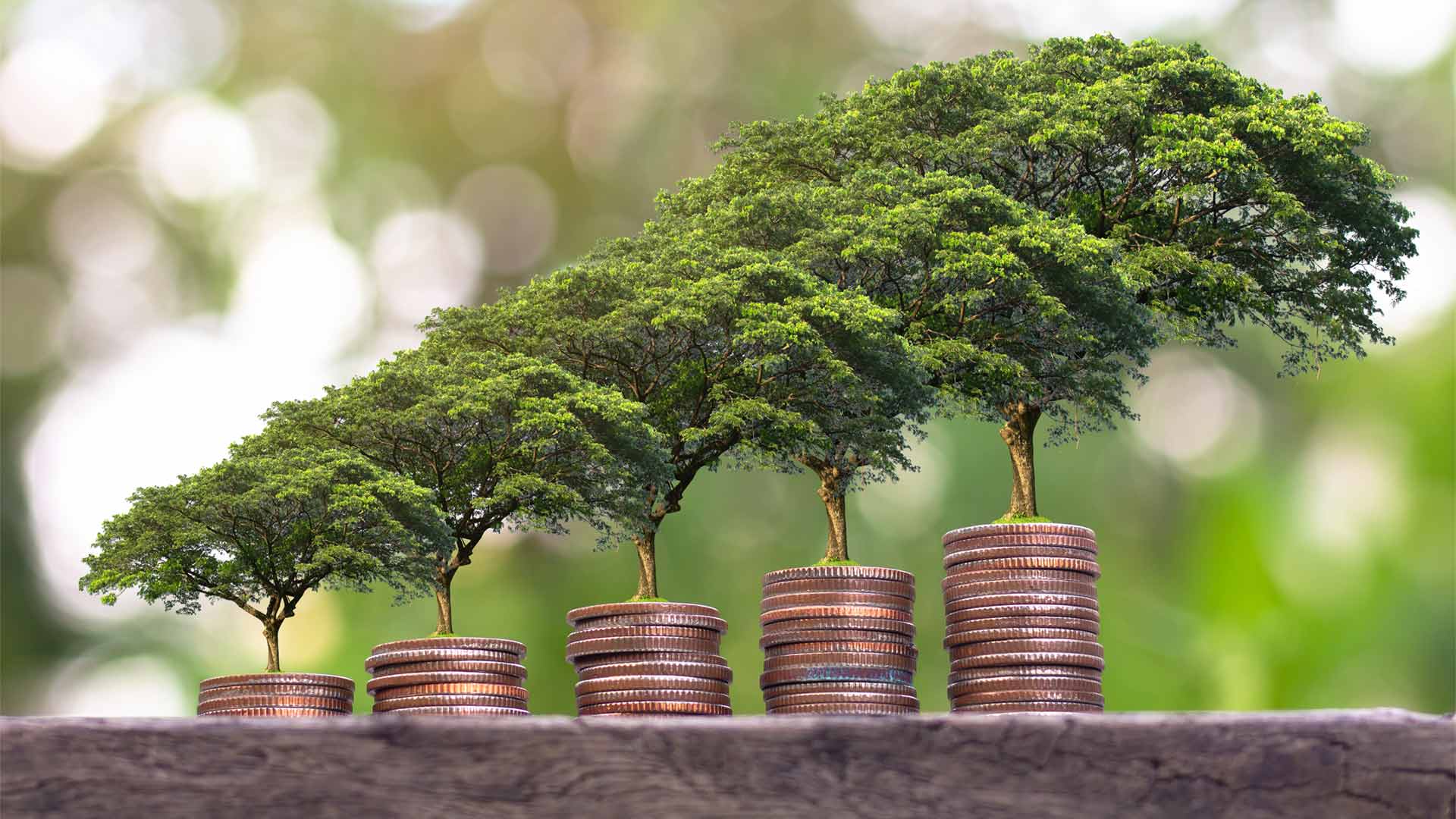 Plant growing on stacks of coins