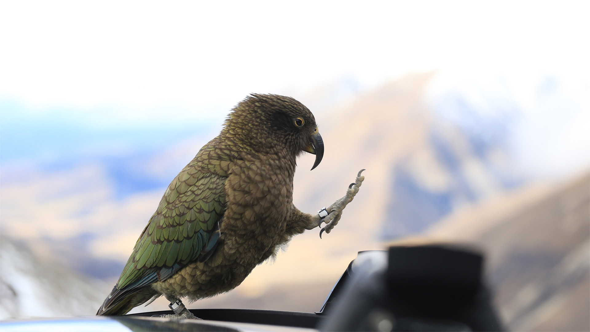 New Zealand Parrot