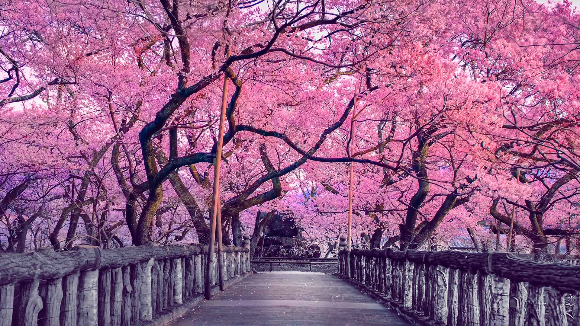 Beautiful pink cherry trees in blossom surrounding a wooden bridge
