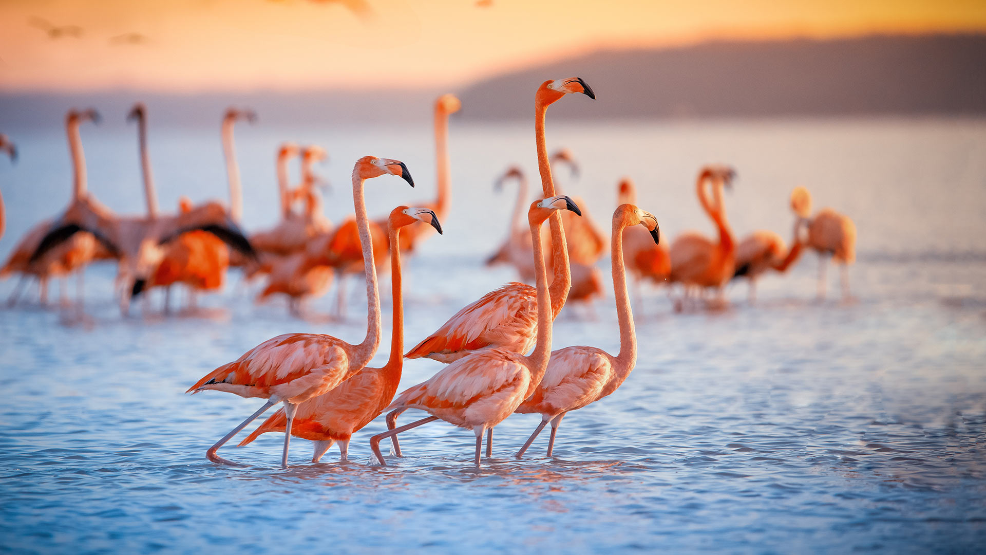 Bunch of flamingoes during sunset