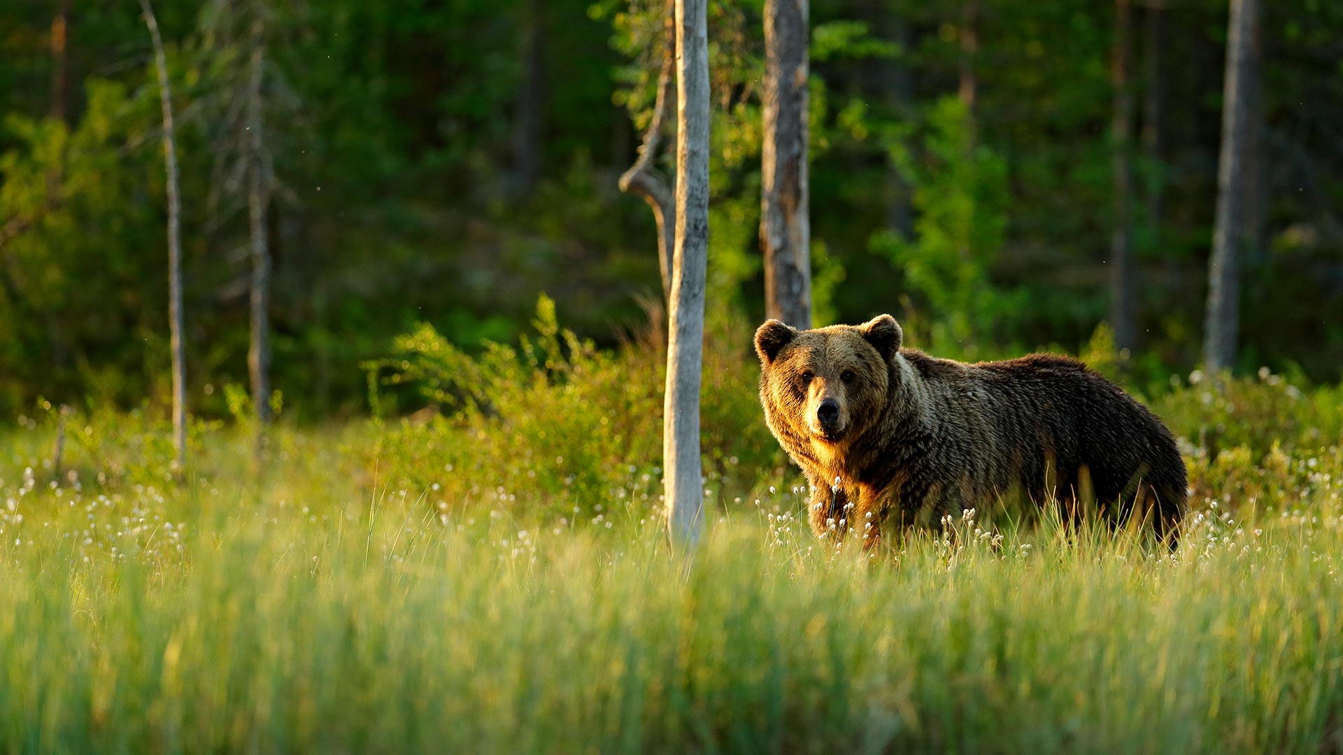 Brown bear in the wilderness at sunset