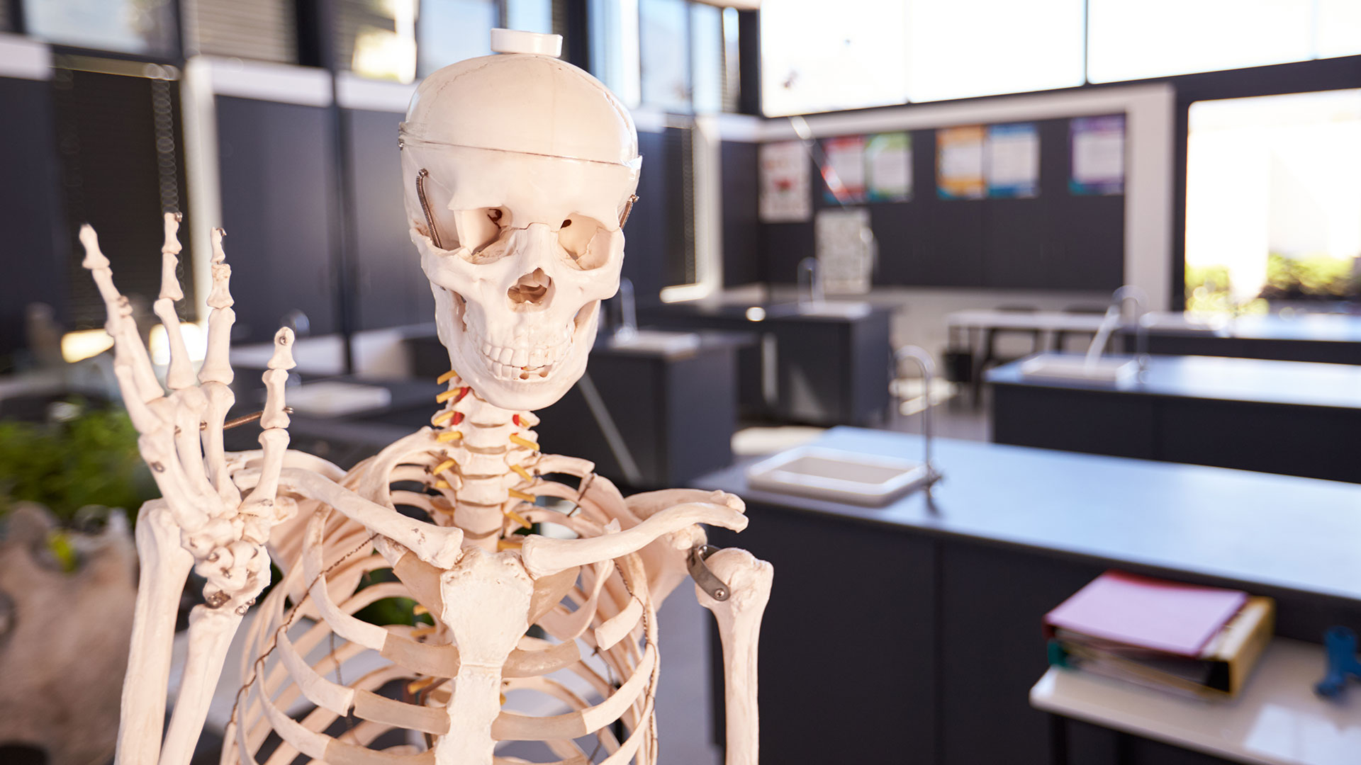 School skeleton in science class room