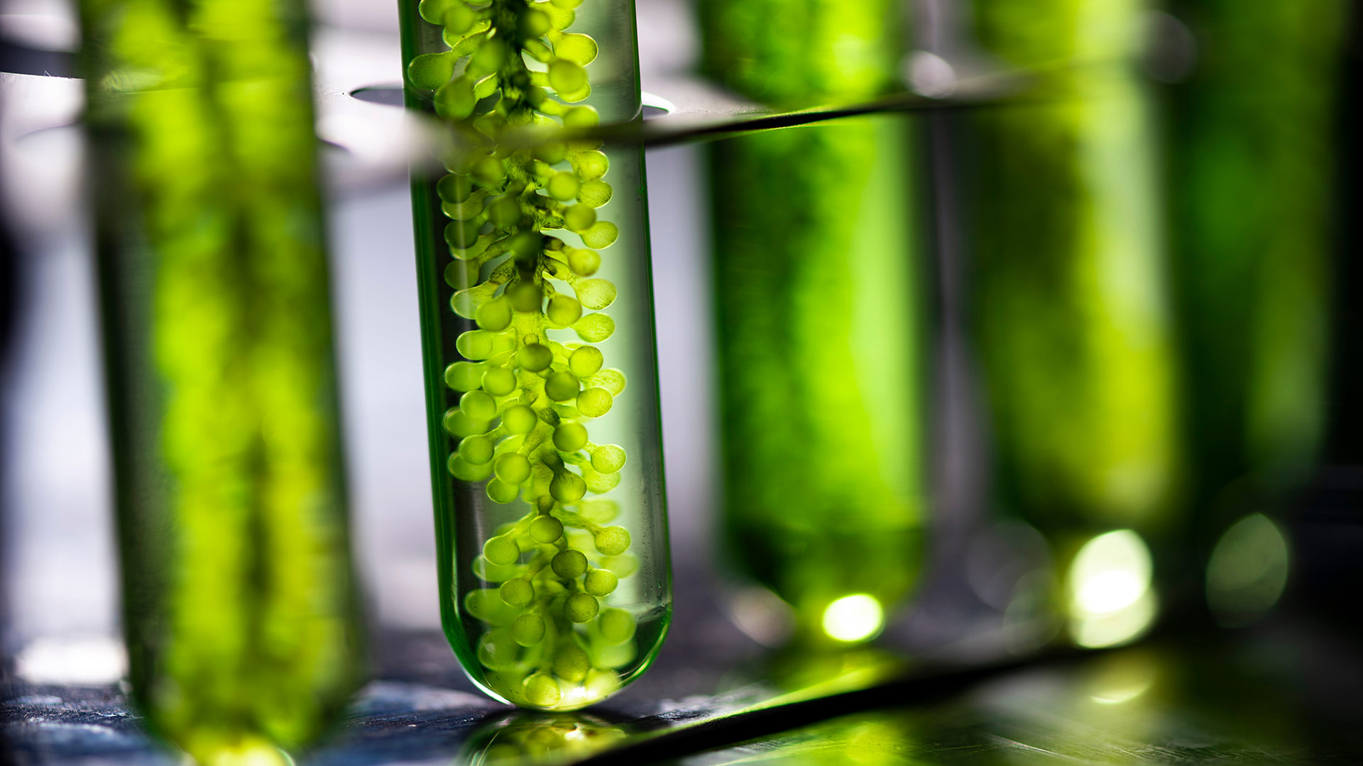 Algae in scientific tube