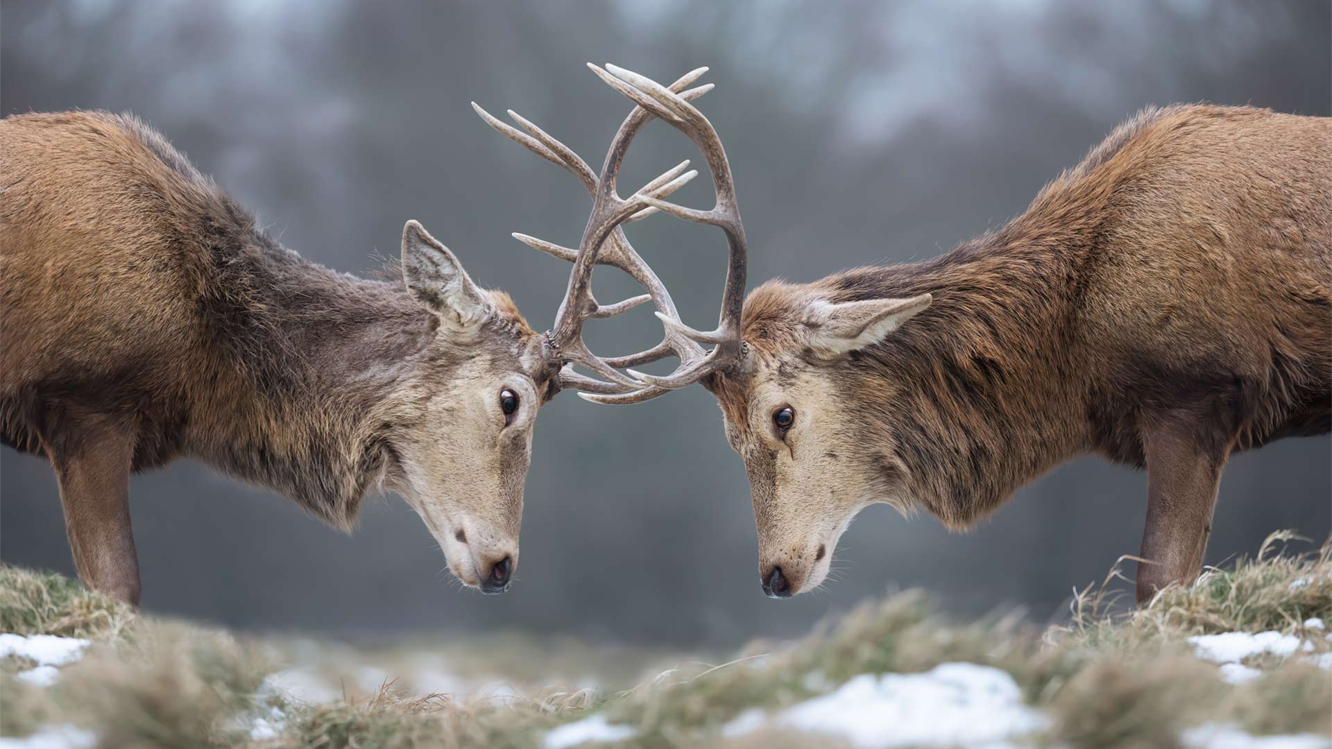 Two deer stags fighting in winter with antlers locked