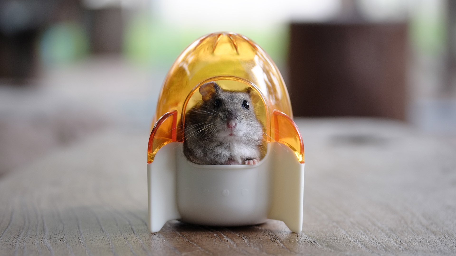 Hamster in a toy space rocket