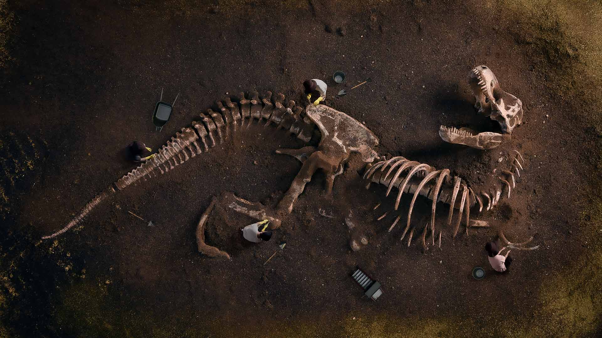 Dinsaur Skeleton