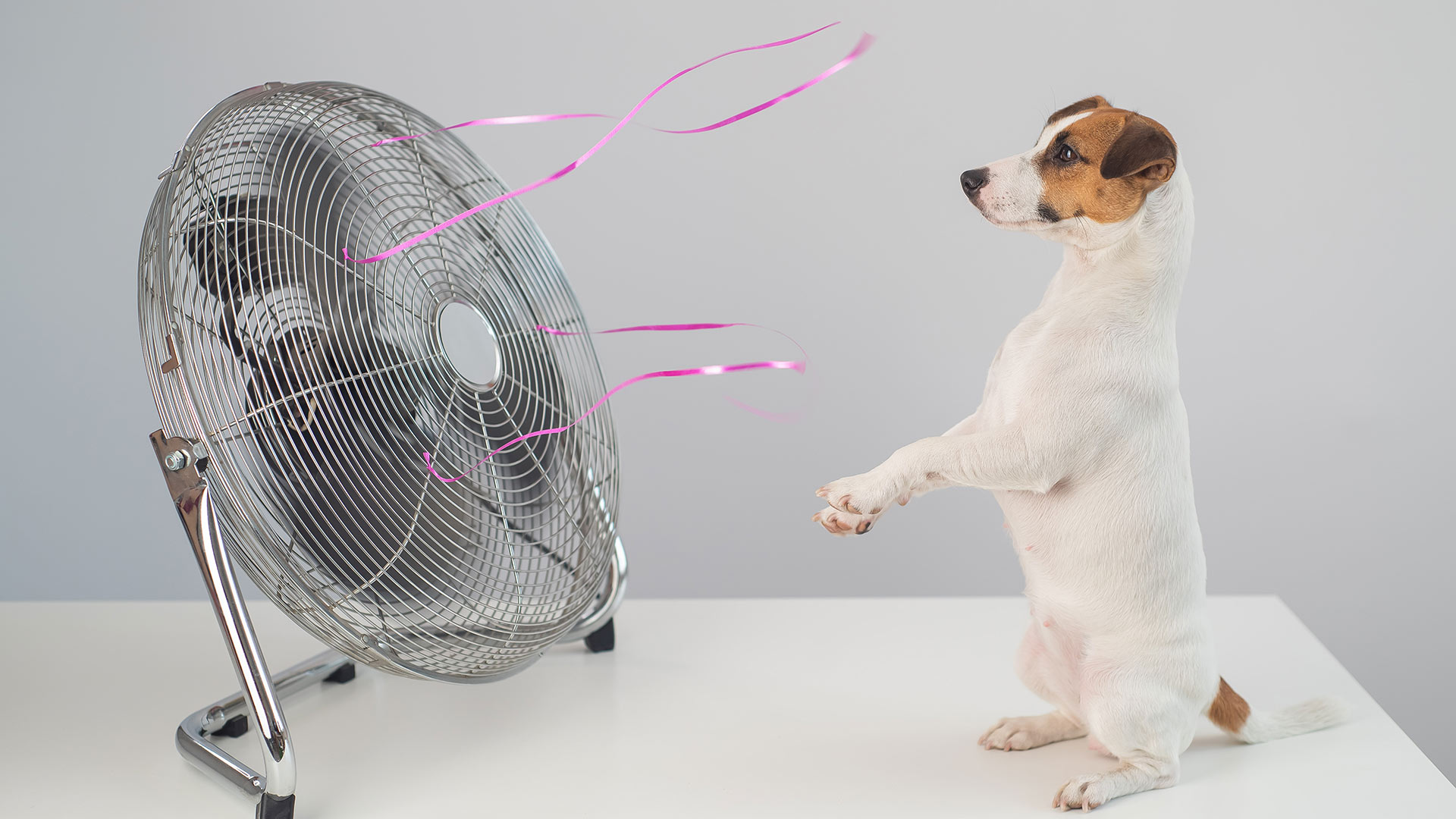 Jack Russell dog in front of fan