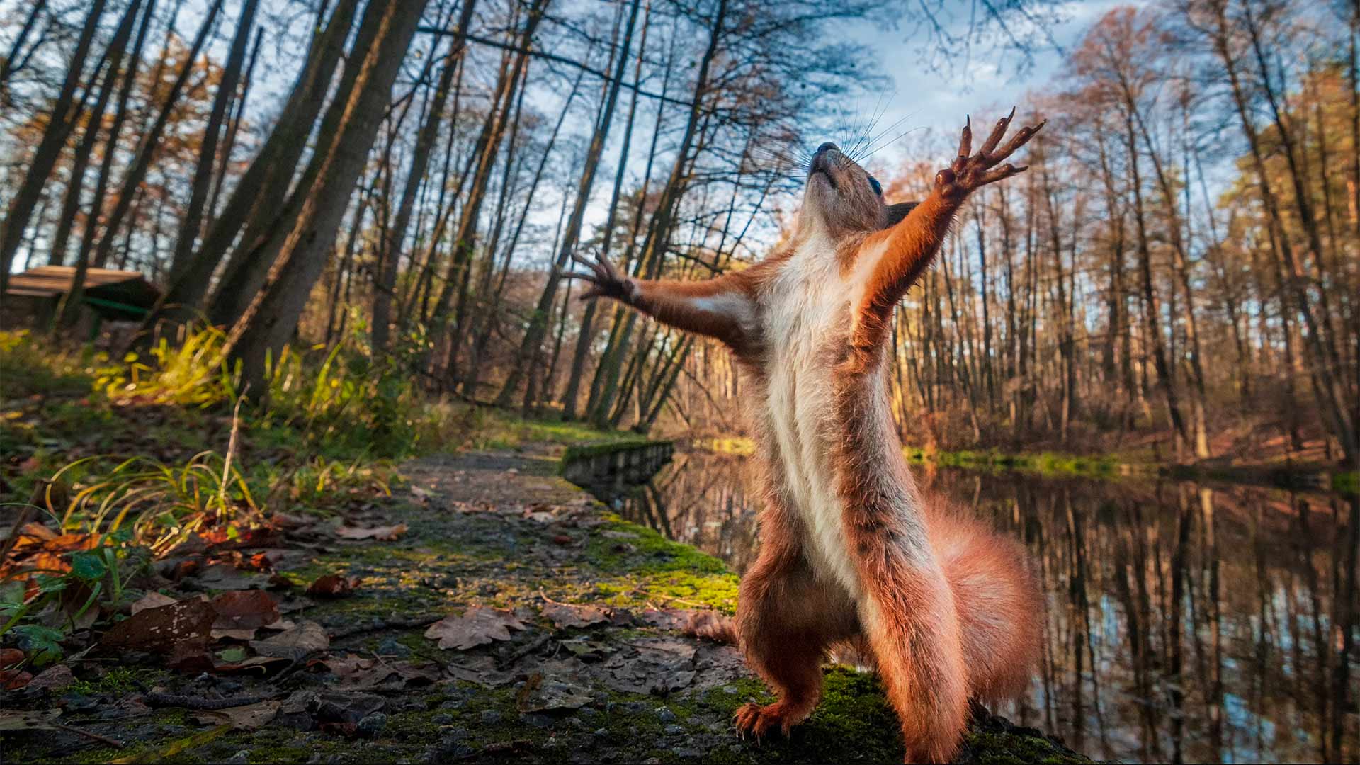 Red squirrell standing with its arms stretched out in forest