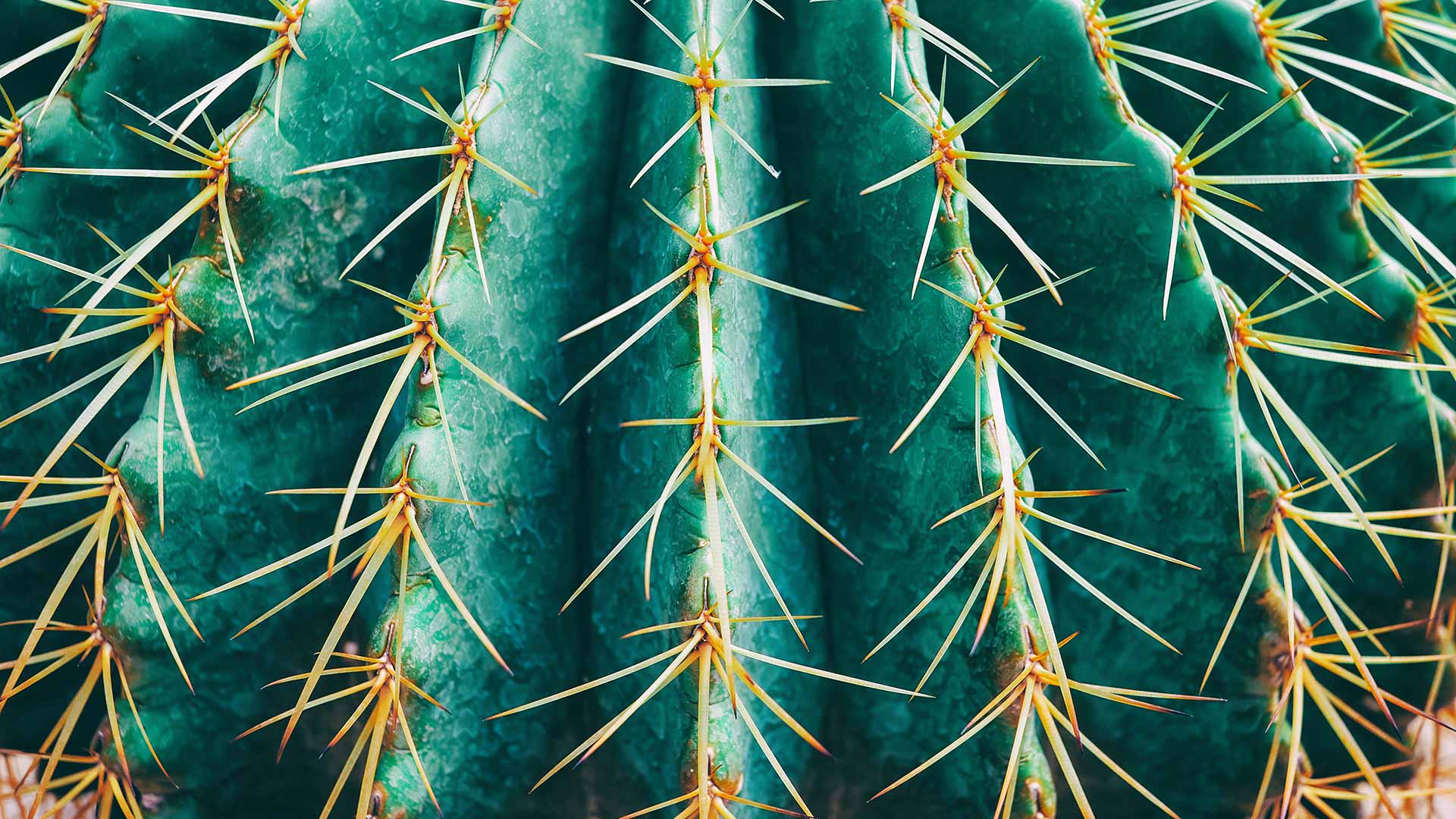 Sharp thorns on cactus