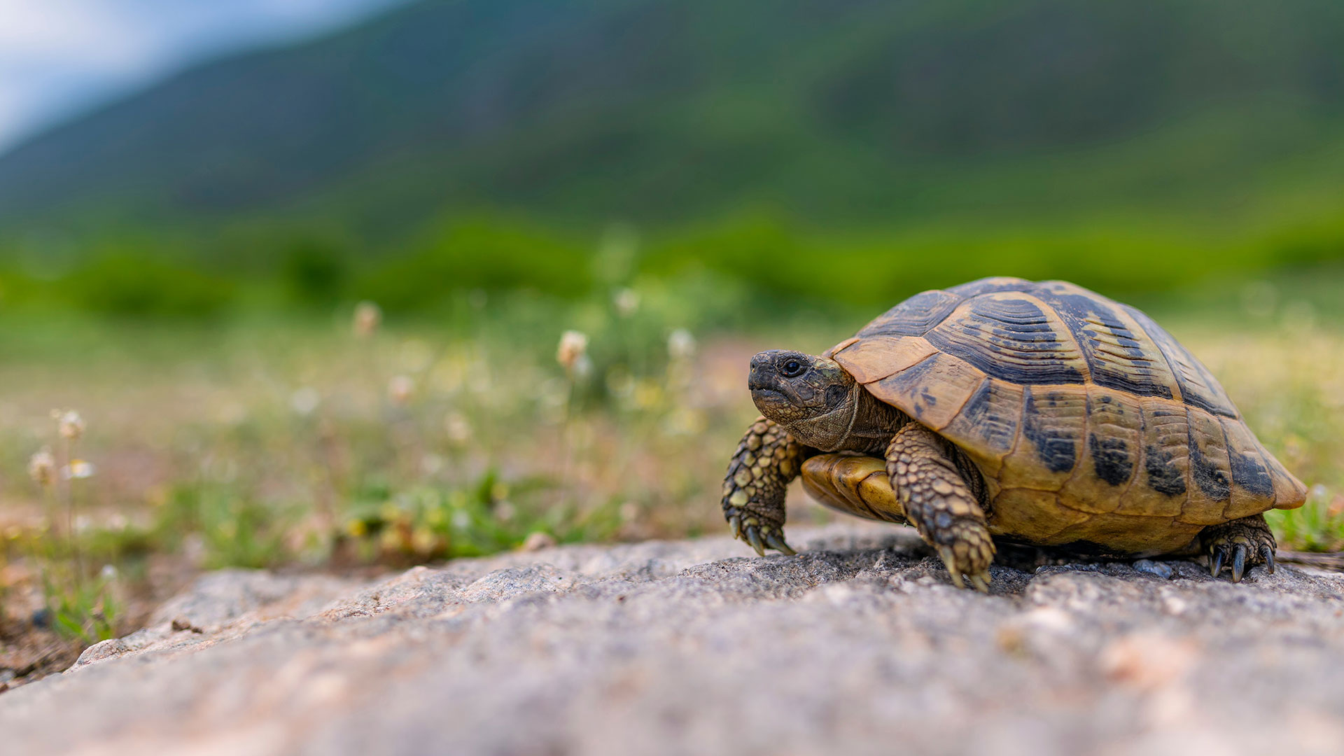 Tortoise in natural environment