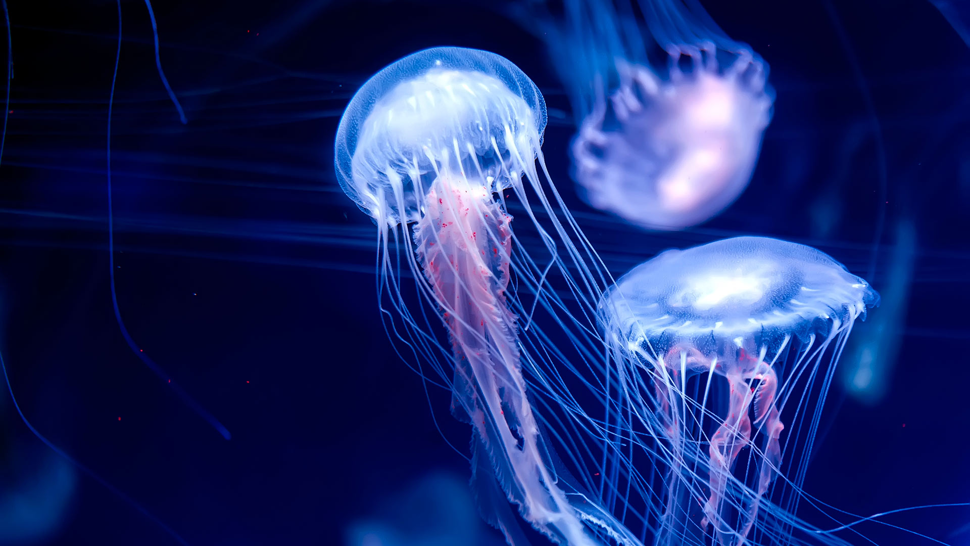 Bunch of beautiful jellyfish swimming around