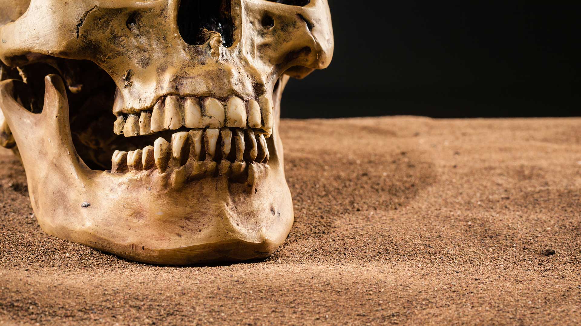 Human skull, close up on teeth