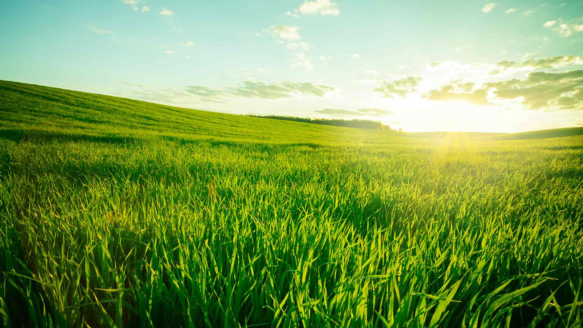 Healthy green meadow shining in the sun