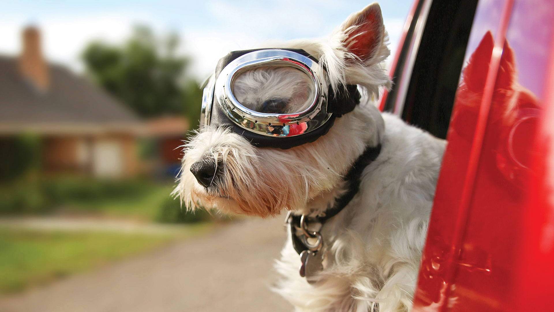 Dog wearing goggles riding in a car