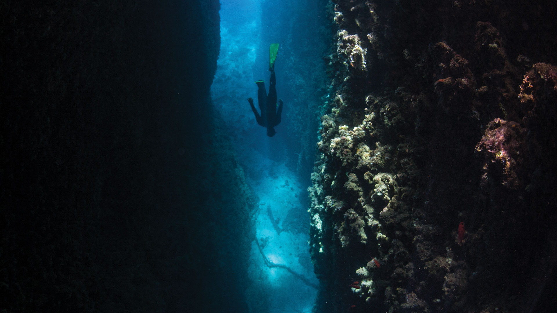 Diver diving into coral reef