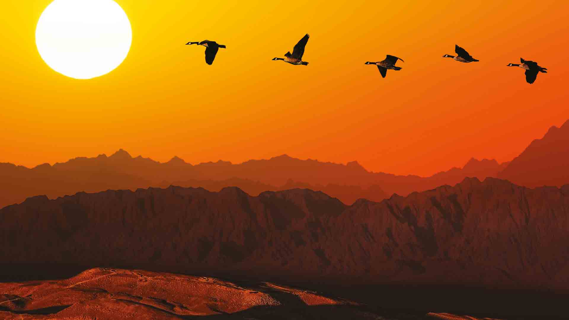 Birds migrating in the sunset