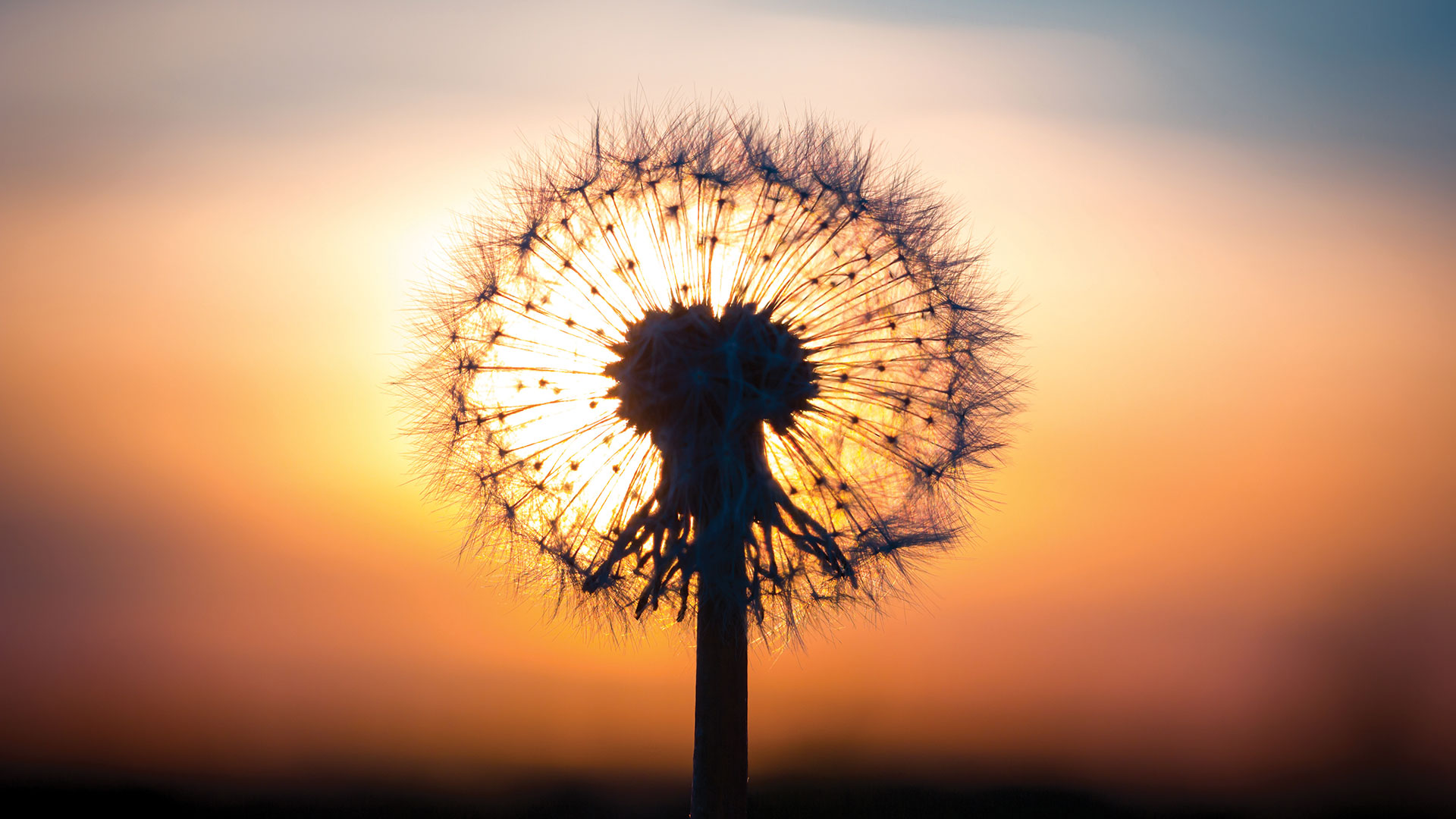 Dandelion silhoette in sunset