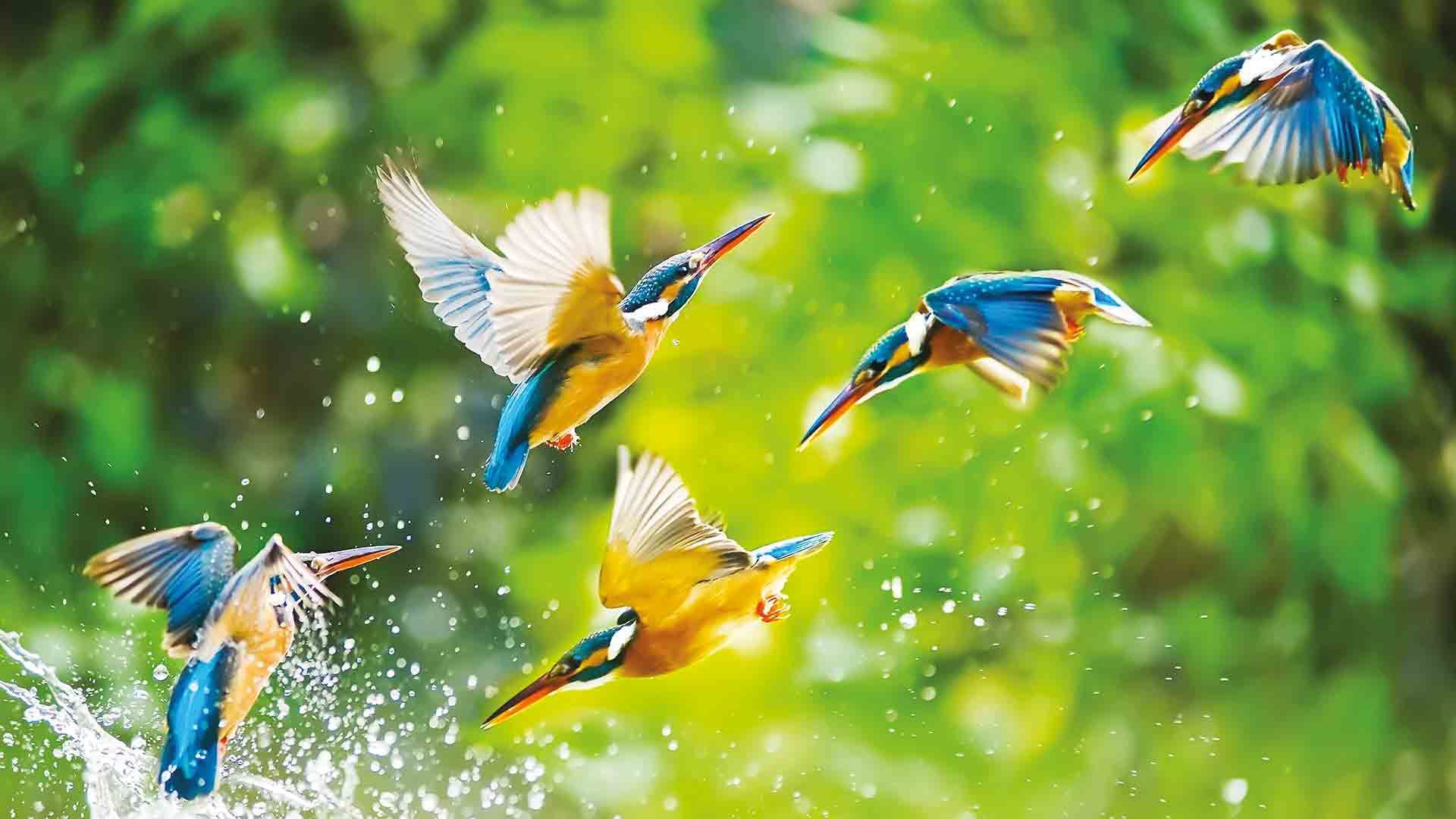 Kingfisher birds diving for fish