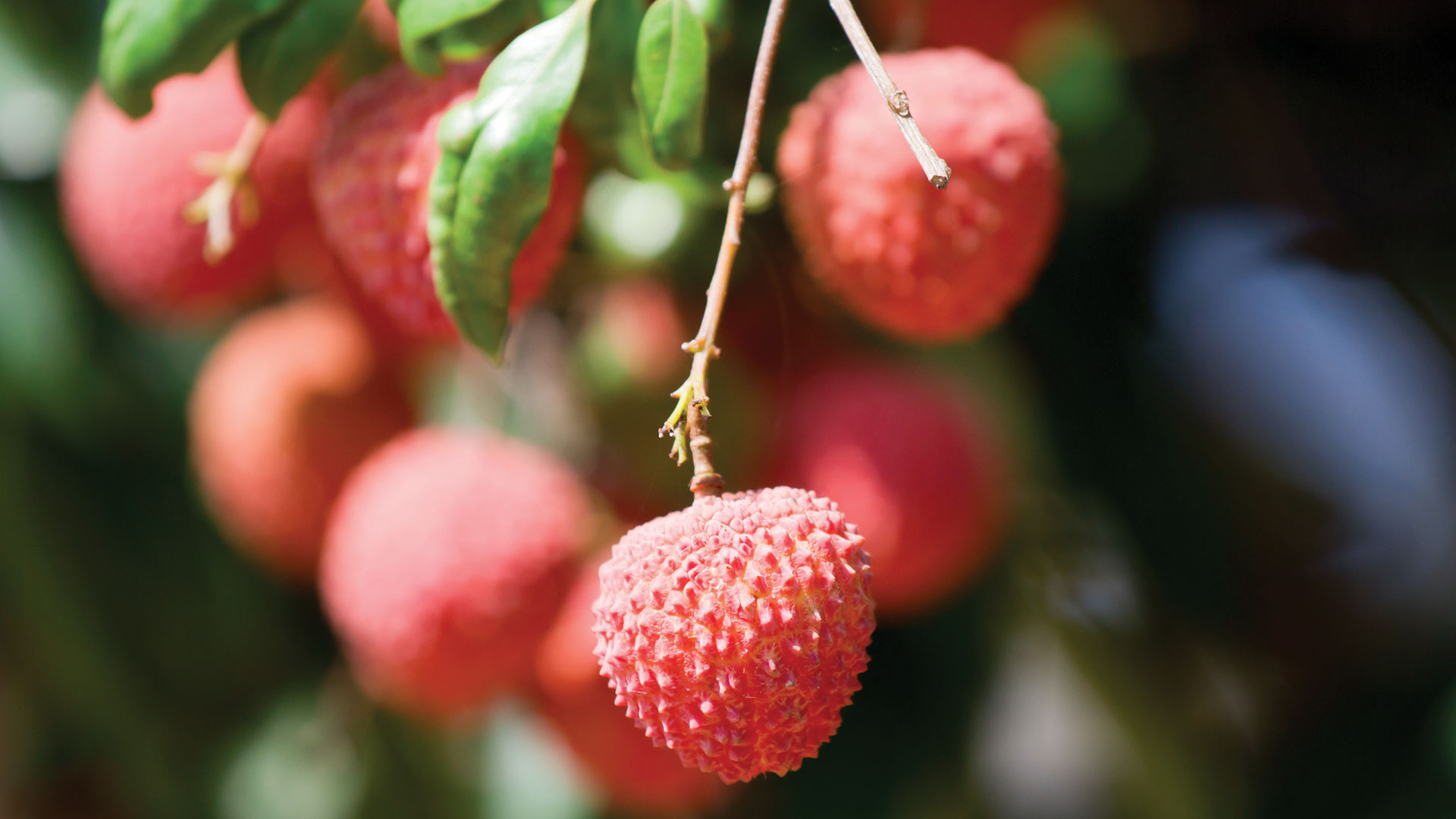Lychees hanging on a tree