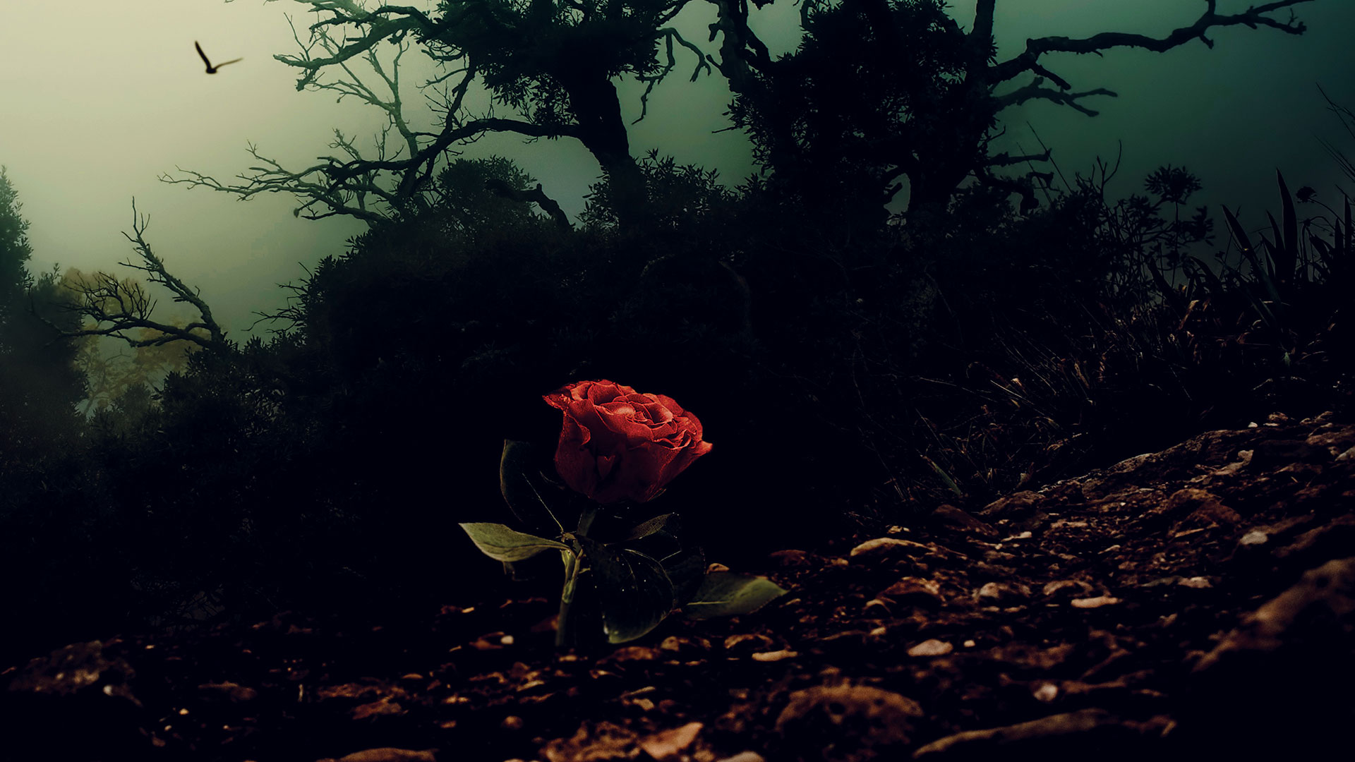 Red rose growing through soil against spooky tree