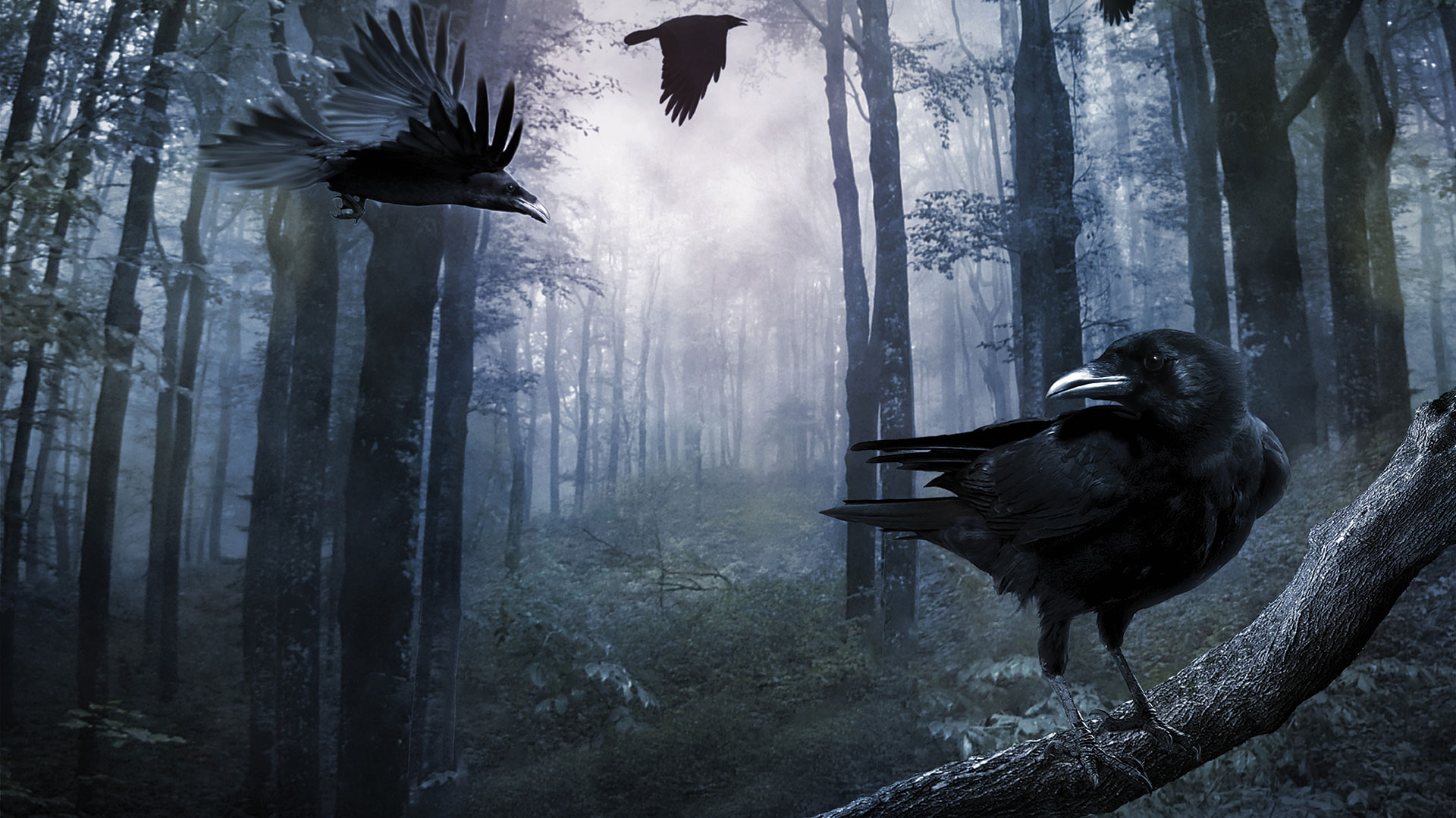 Crows in dark forest