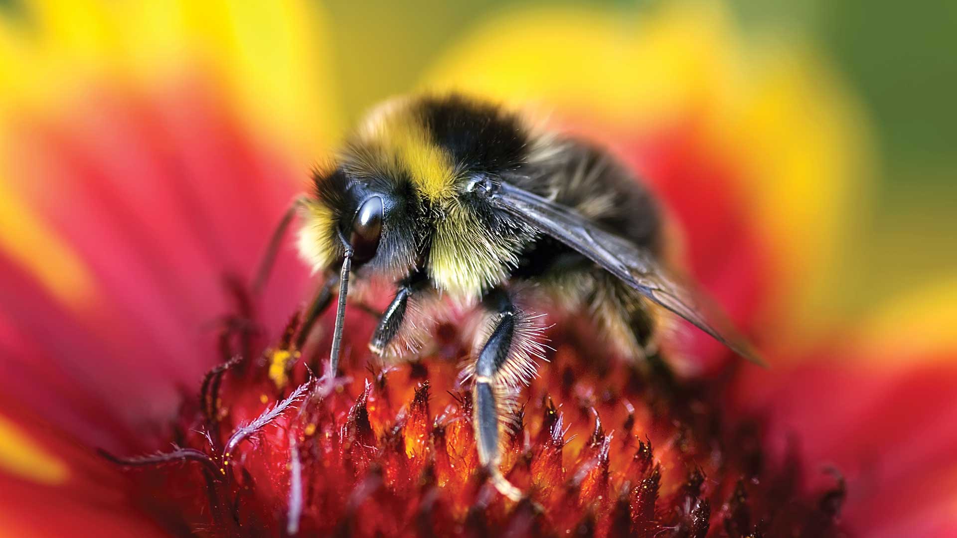 Little bumble bee landing on flower