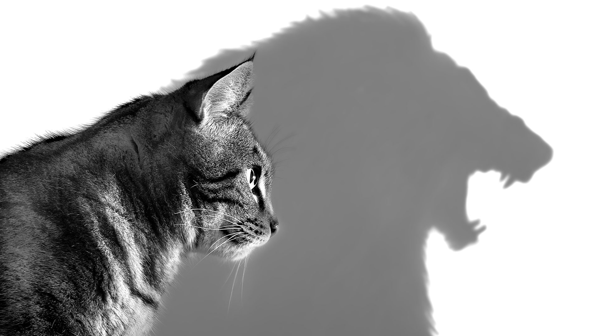 Cat casting shadow of lion