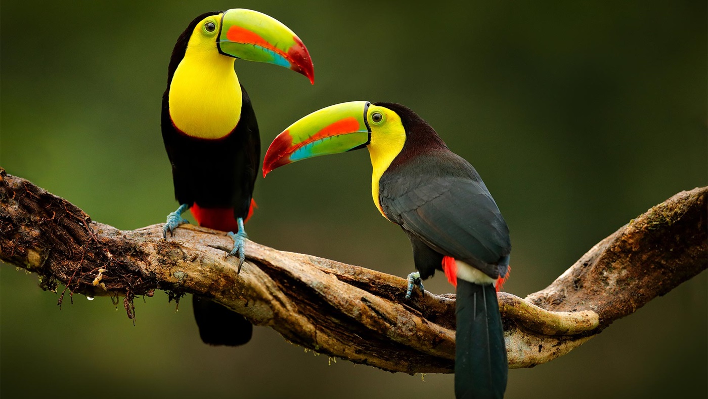 Pair of toucans sitting on a branch