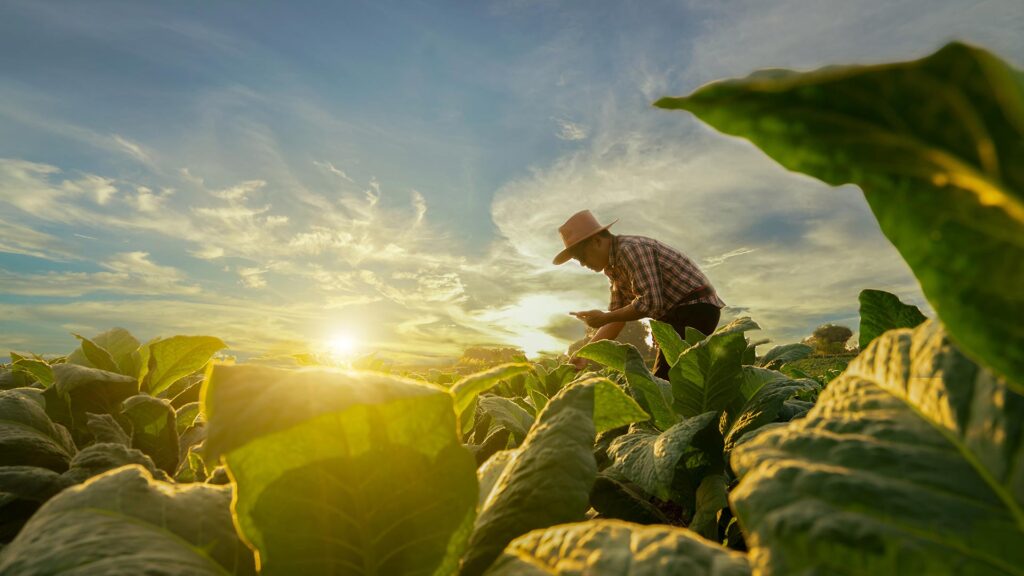 Farmer in a field of crop