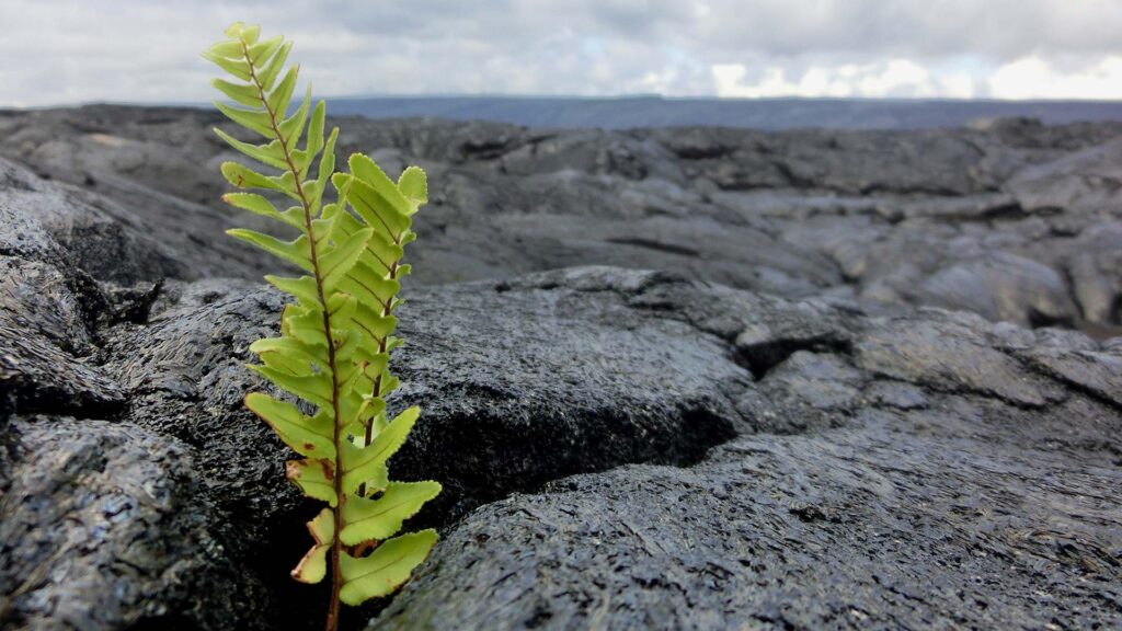 Tiny fern sprouting between molten rock against all odds