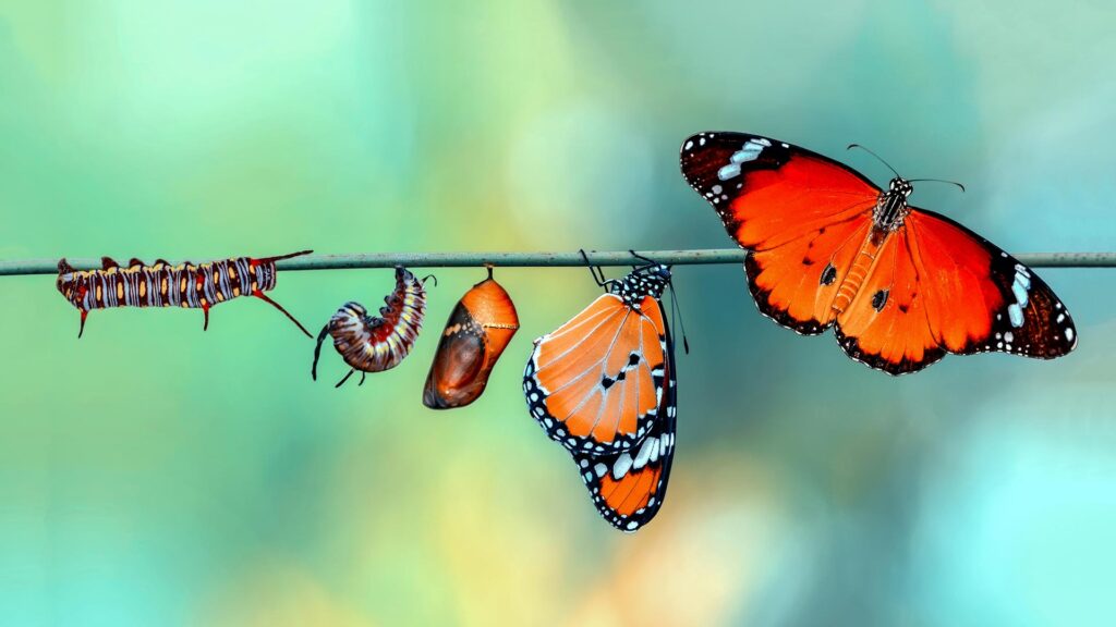 Evolution of a monarch butterfly from caterpillar to butterfly