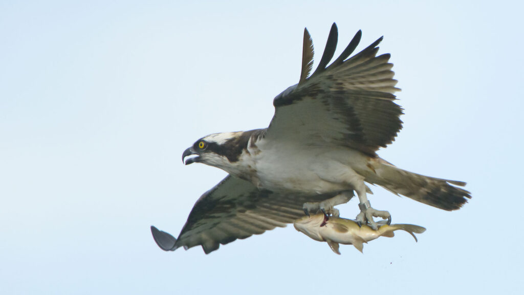 Osprey bird flying with a fish in its talons