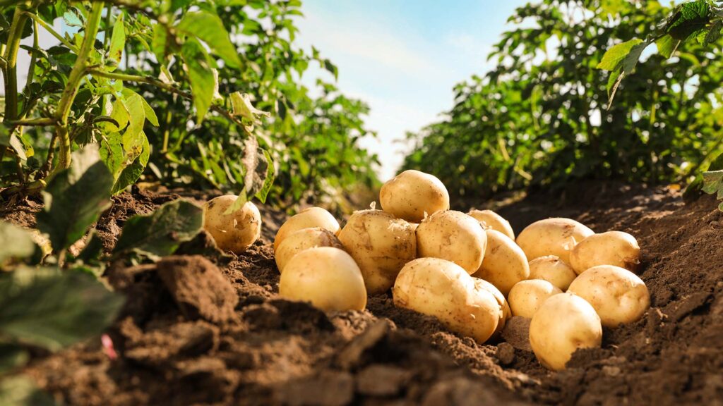 Pile of ripe potatoes in farmers field