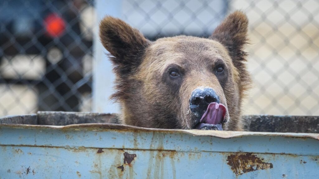 Bear licking its lips whilst in a bin