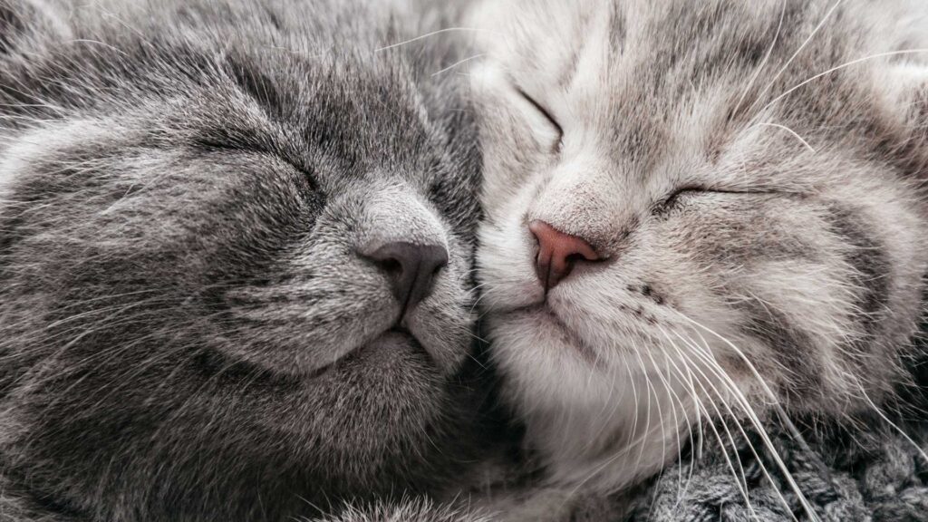 Two kittens cuddling closely together