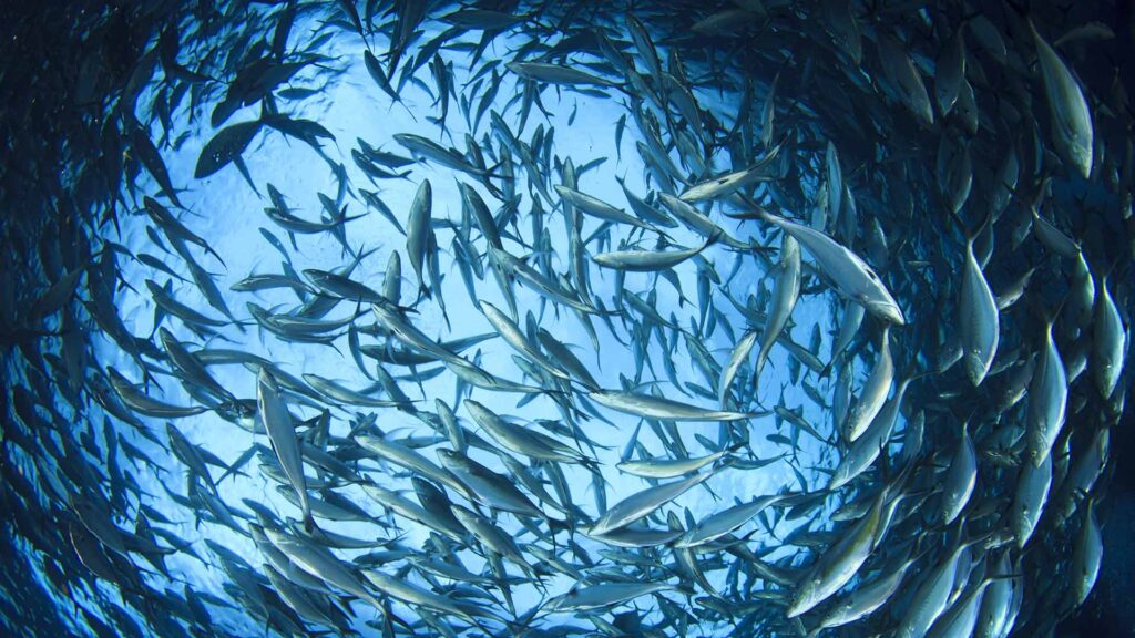 School of tuna swimming around