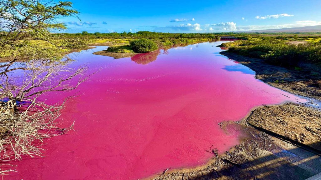Kealia pink pond in National Wildlife Refuge on the island of Maui