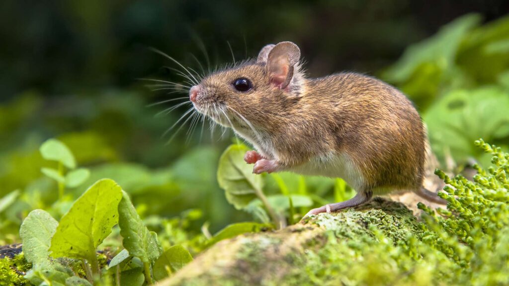 Wild wood mouse resting on root