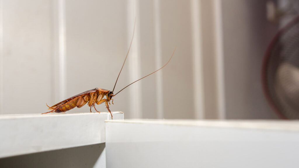 Close up of cockroach on white kitchen cupboard