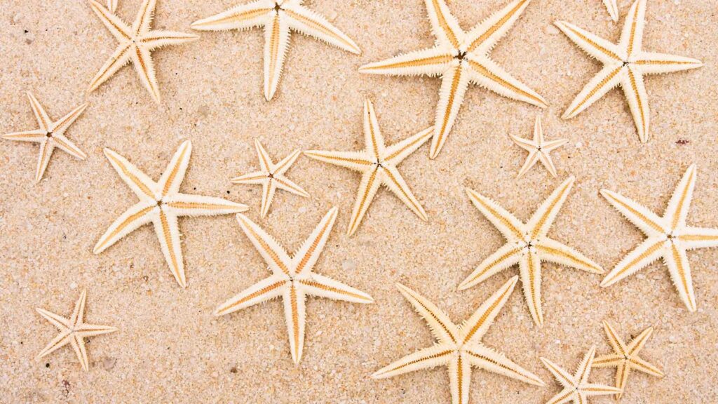 Lots of starfish on sand beach