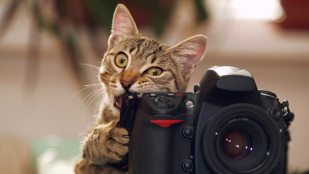 Tabby cat biting a digital camera