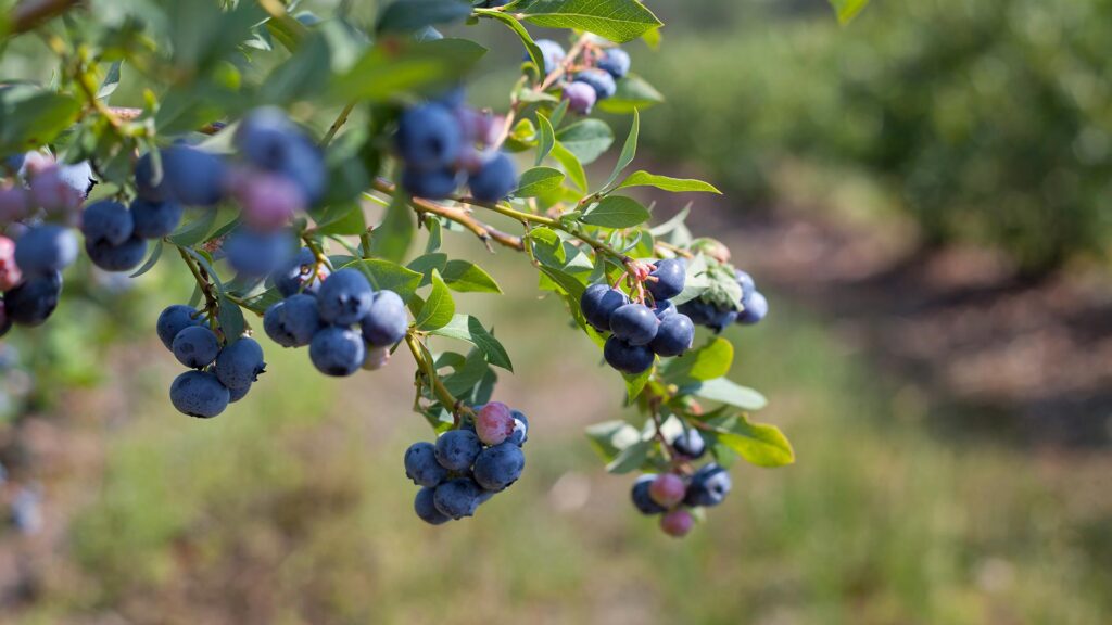 Bunch of blueberries growing on tree