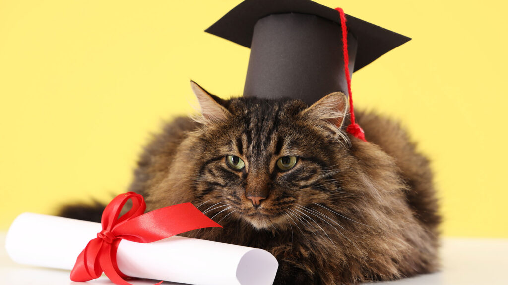 Cat in a graduation cap and diploma