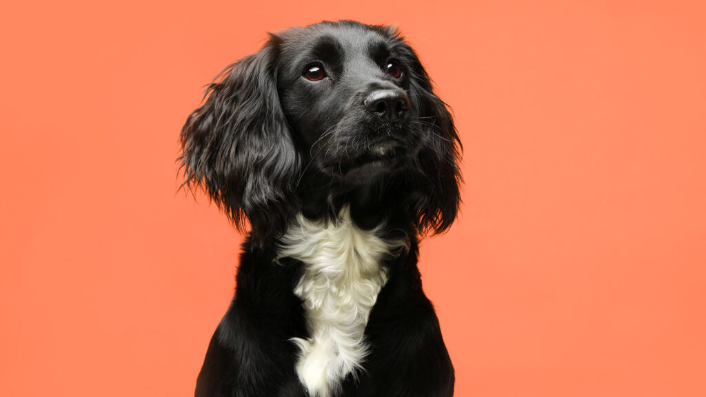 Black and white Cocker Spaniel