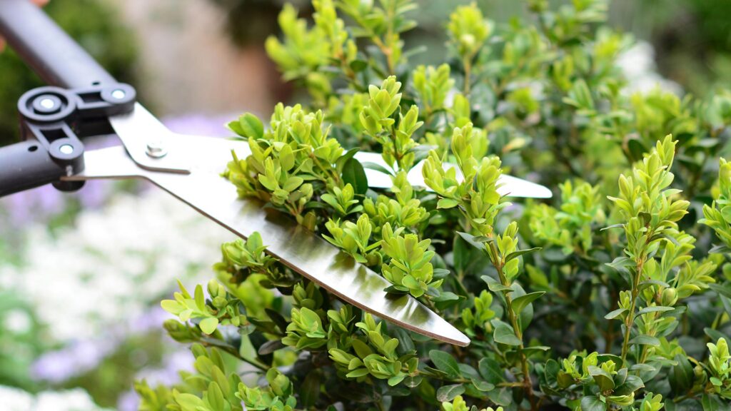 Person using shears to cut hedge