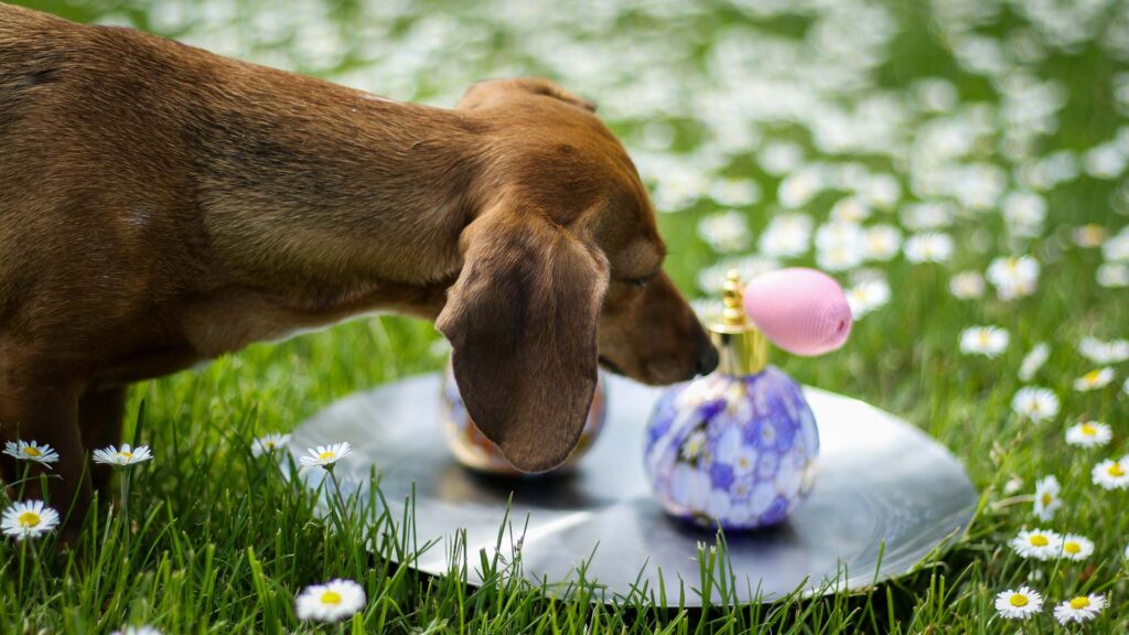 Small dog smelling perfume bottle