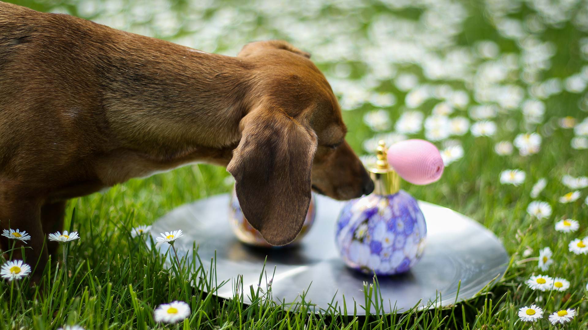 Luxury perfume for dogs!