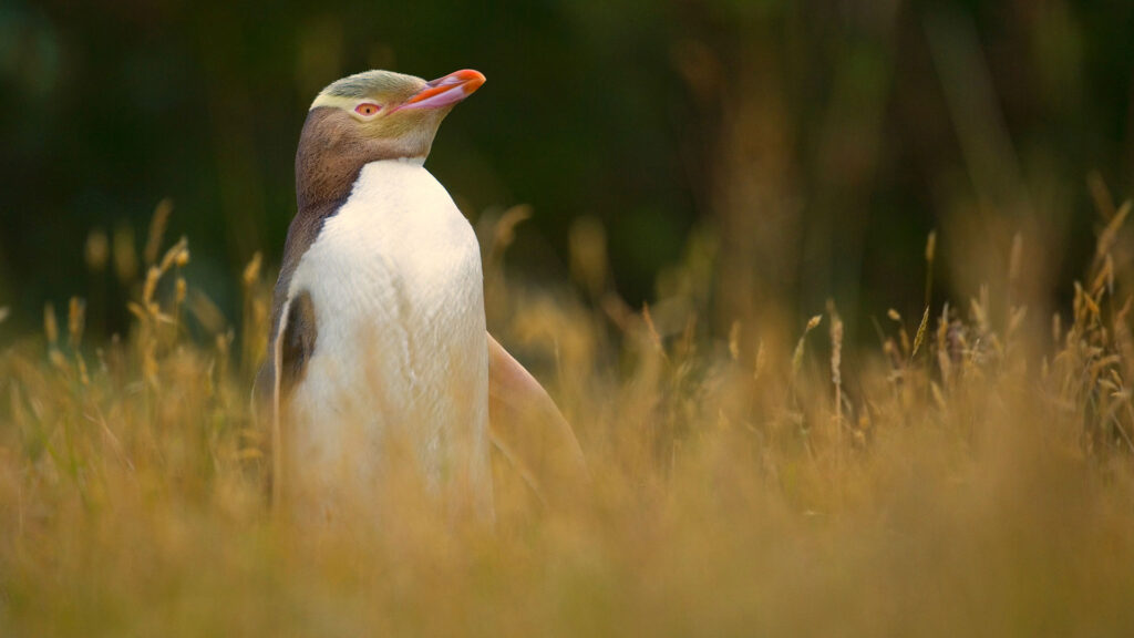 Yellow-eyed penguin in New Zealand