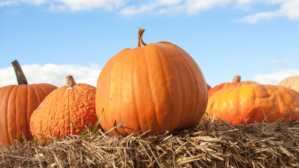 Large Halloween pumpkins